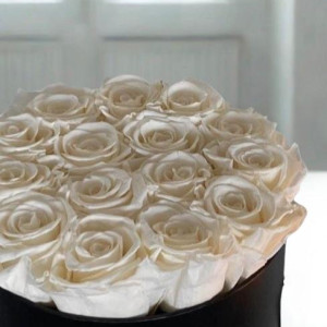 24 DPN Blanco eterno